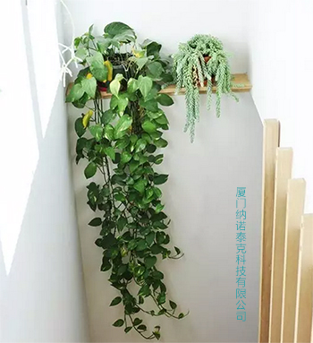 金绿萝 纳诺泰克